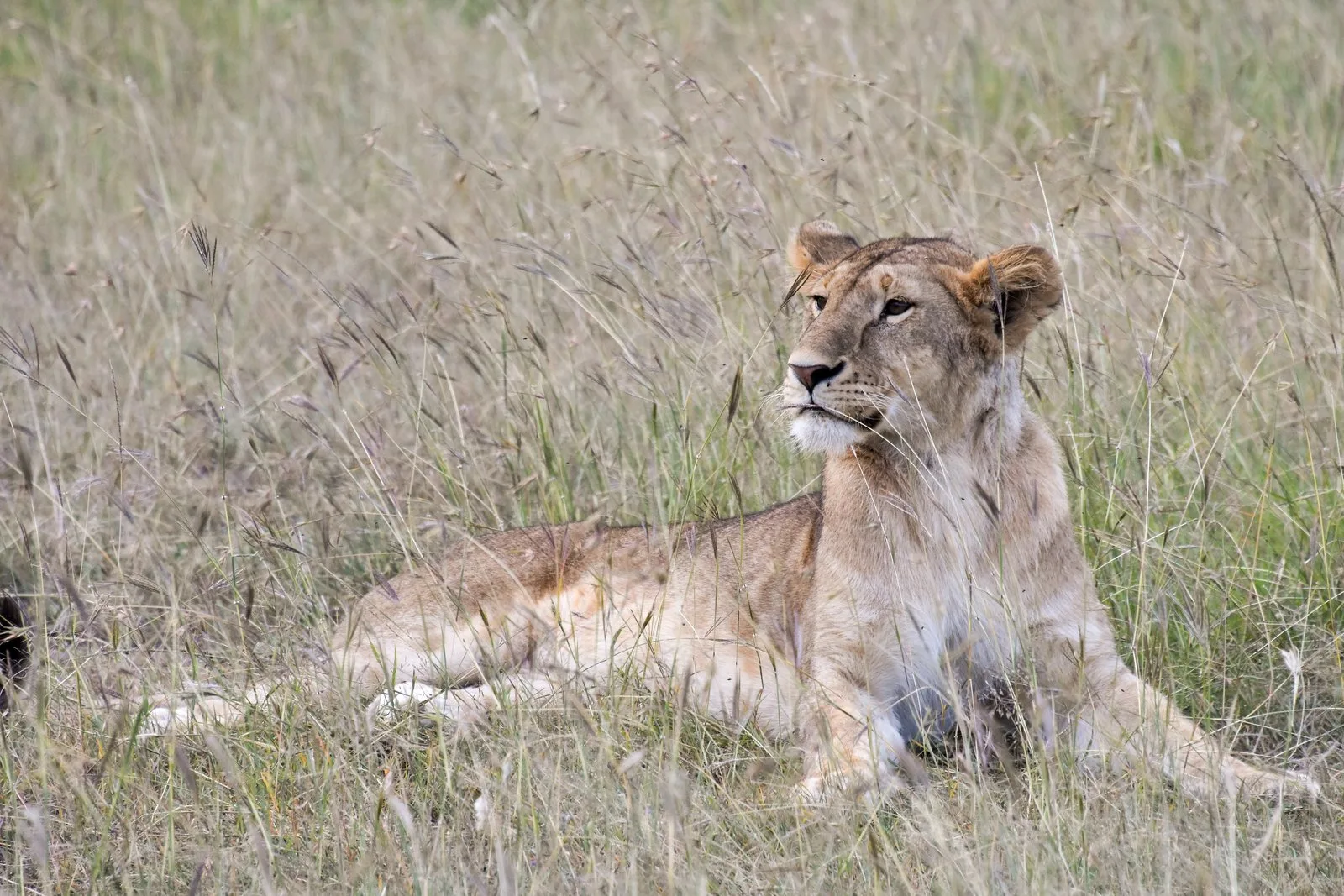 eSIM safari Kenya–Tanzanie : préparer la frontière du Mara au Serengeti