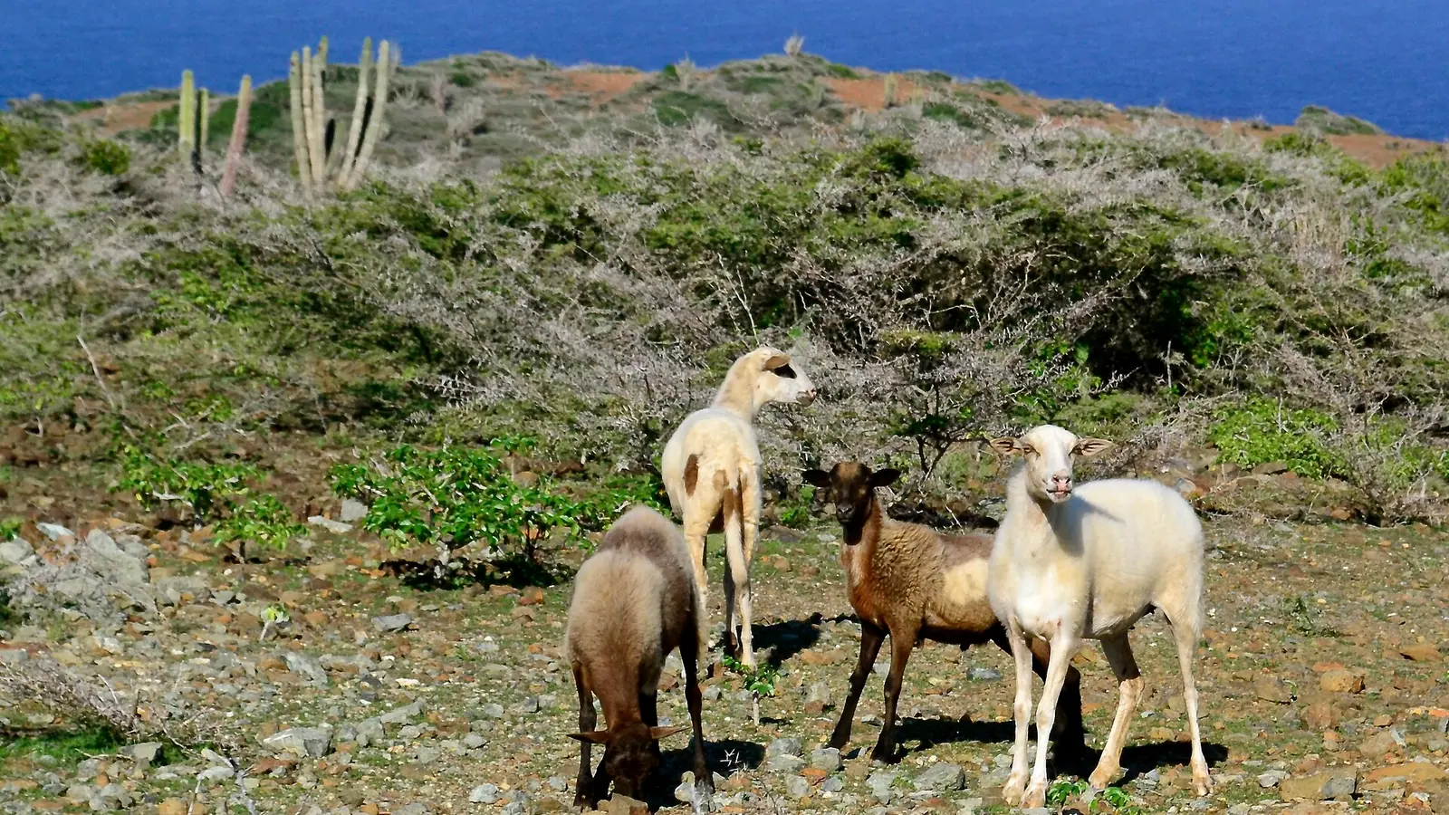 Grazing animals in Arikok National Park, Aruba