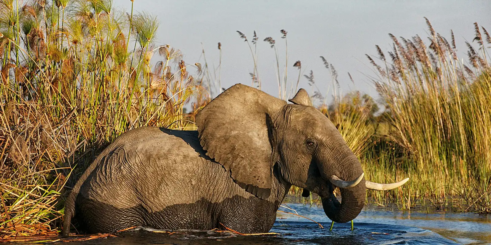 Éléphant dans les eaux peu profondes du delta de l'Okavango, Botswana