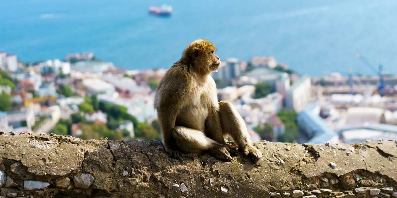Un macaco de Berbería sentado sobre un muro de piedra con vistas a Gibraltar, en la Reserva Natural del Upper Rock