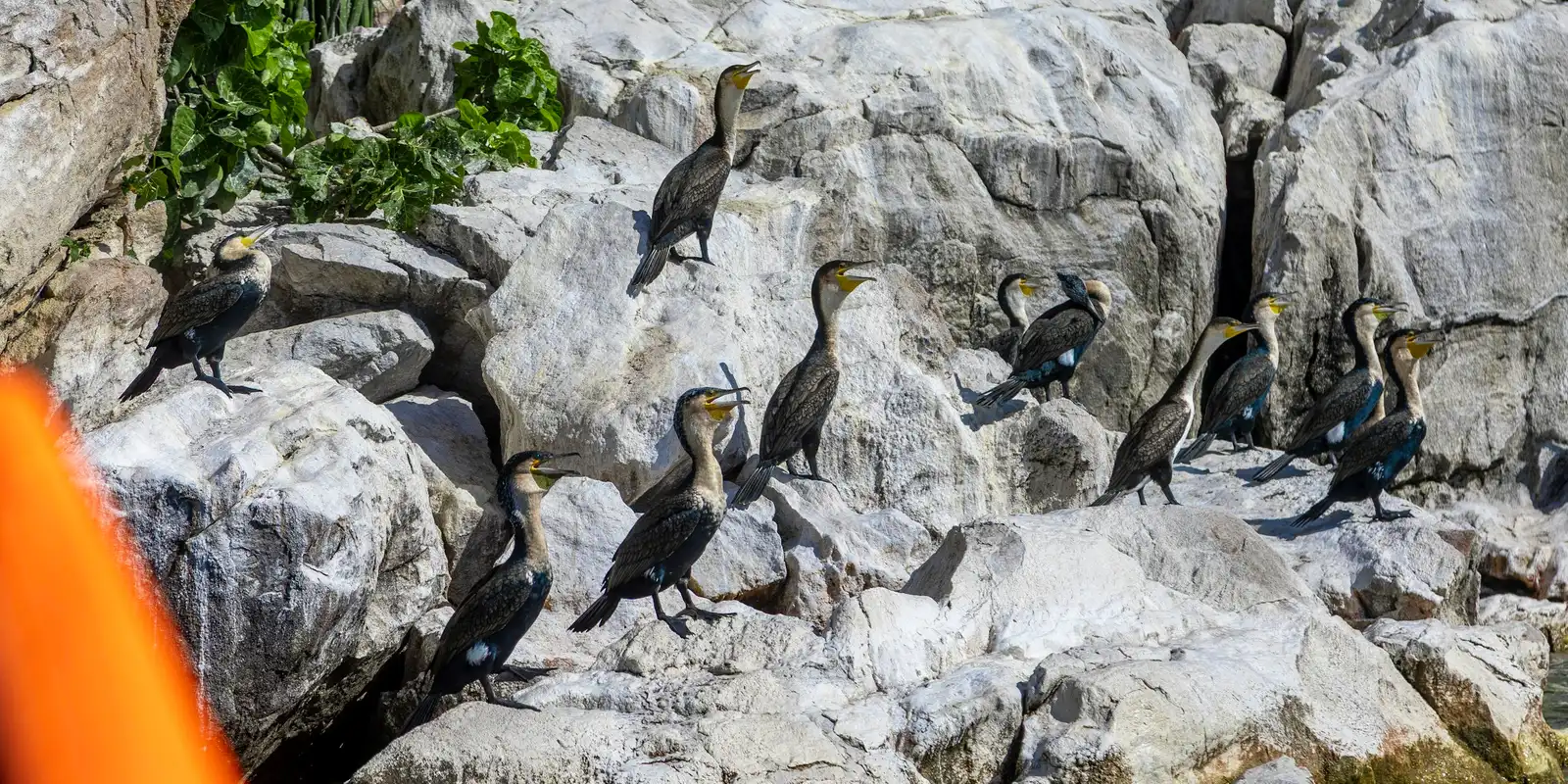 Boadzulu Island, Lake Malawi Cormorants resting on the rocky shore of Boadzulu Island, Lake Malawi