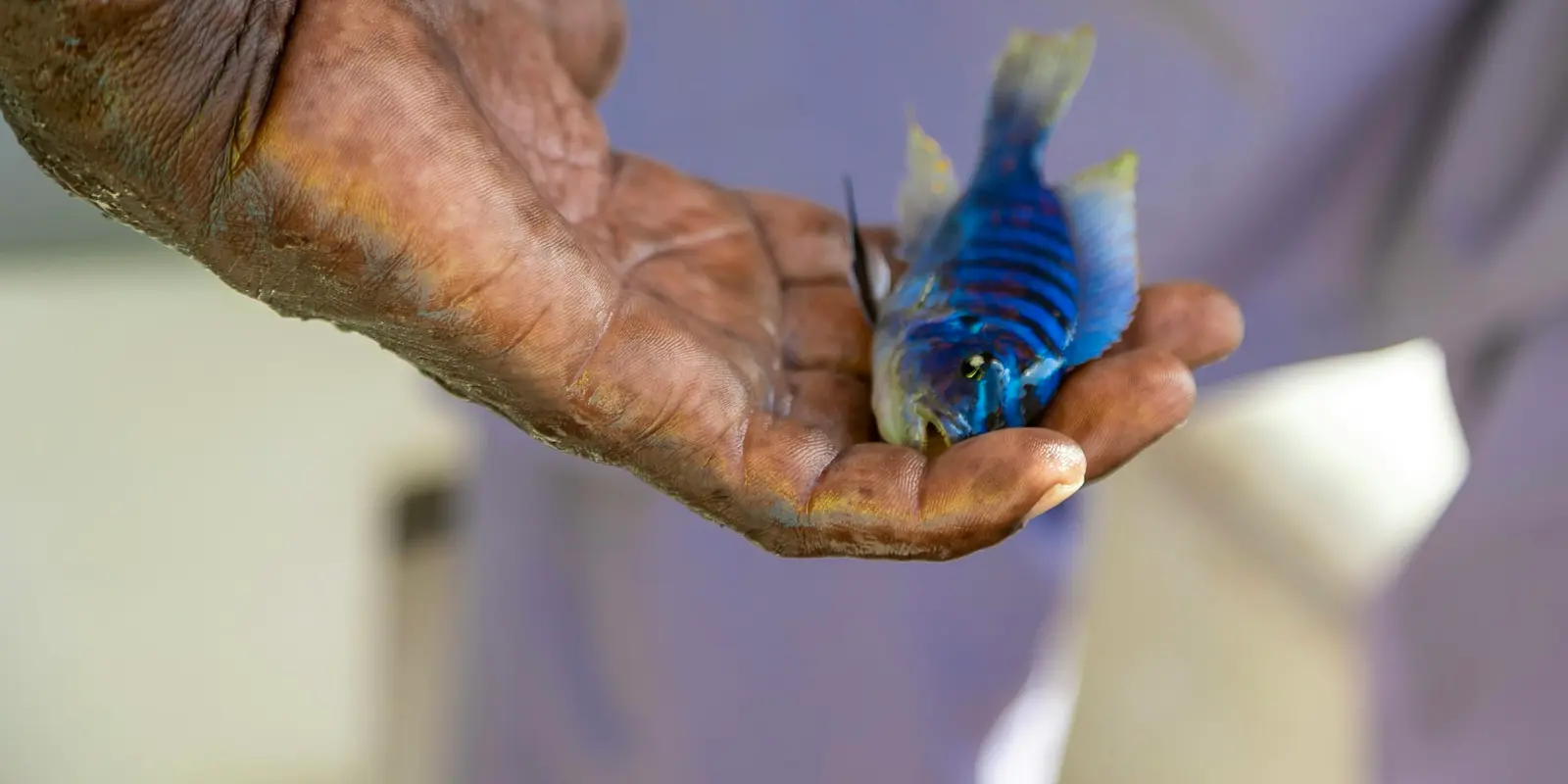 Lake Malawi is home to hundreds of endemic cichlid species A brightly colored cichlid caught near Boadzulu Island, Lake Malawi — the lake is famous for its endemic fish