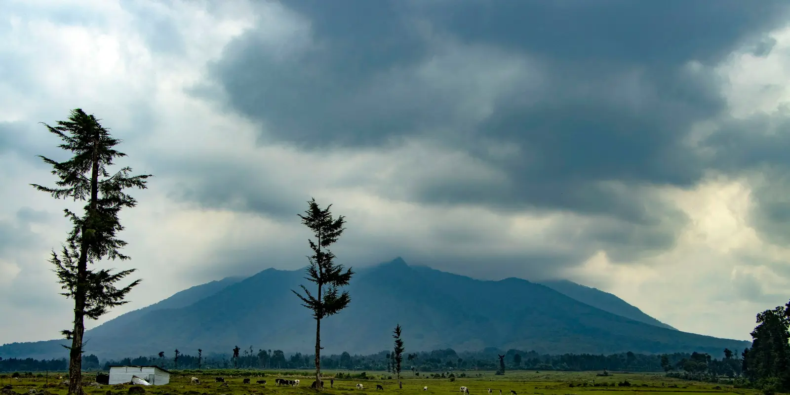 Best eSIM for Rwanda (2026): Gorilla Trekking Coverage, Plans & Setup