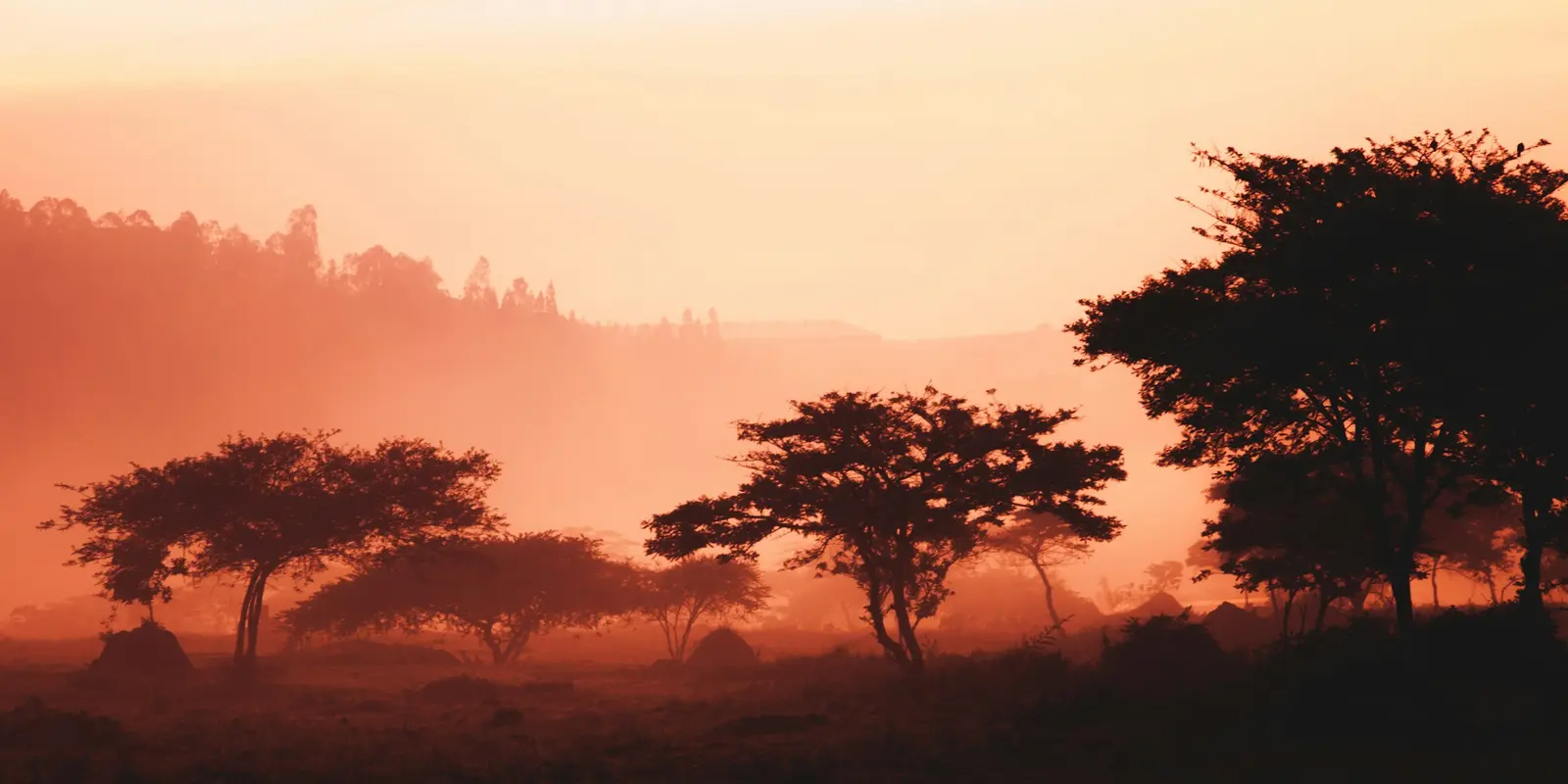 Rwanda's volcanic highlands, where signal thins fast above the gateway towns Misty green highland field in Rwanda