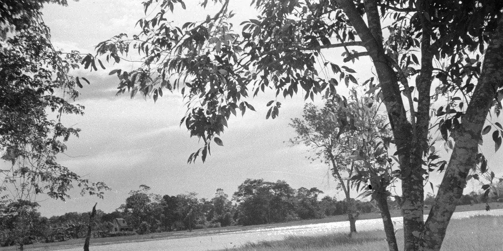 A road through Suriname's landscape