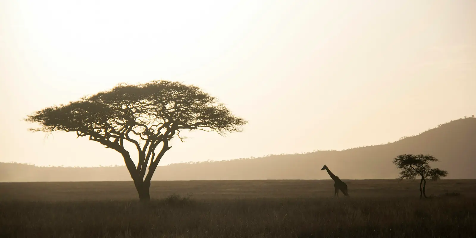Serengeti National Park — coverage thins out fast beyond the gates Giraffe walking across the Serengeti's golden savanna, Tanzania