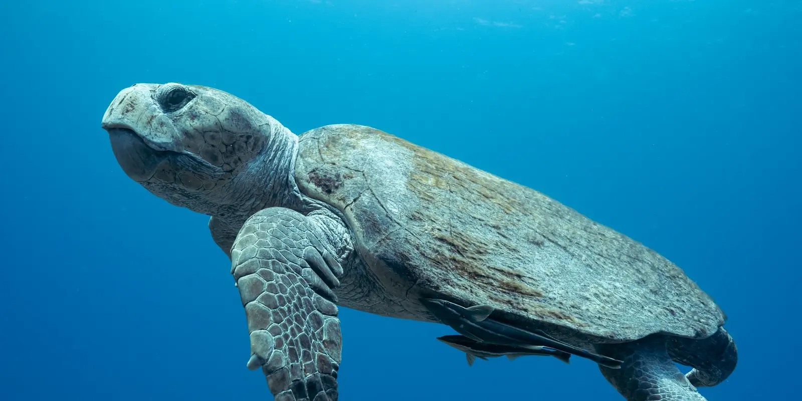 Sea turtle swimming over a reef near Grand Cayman