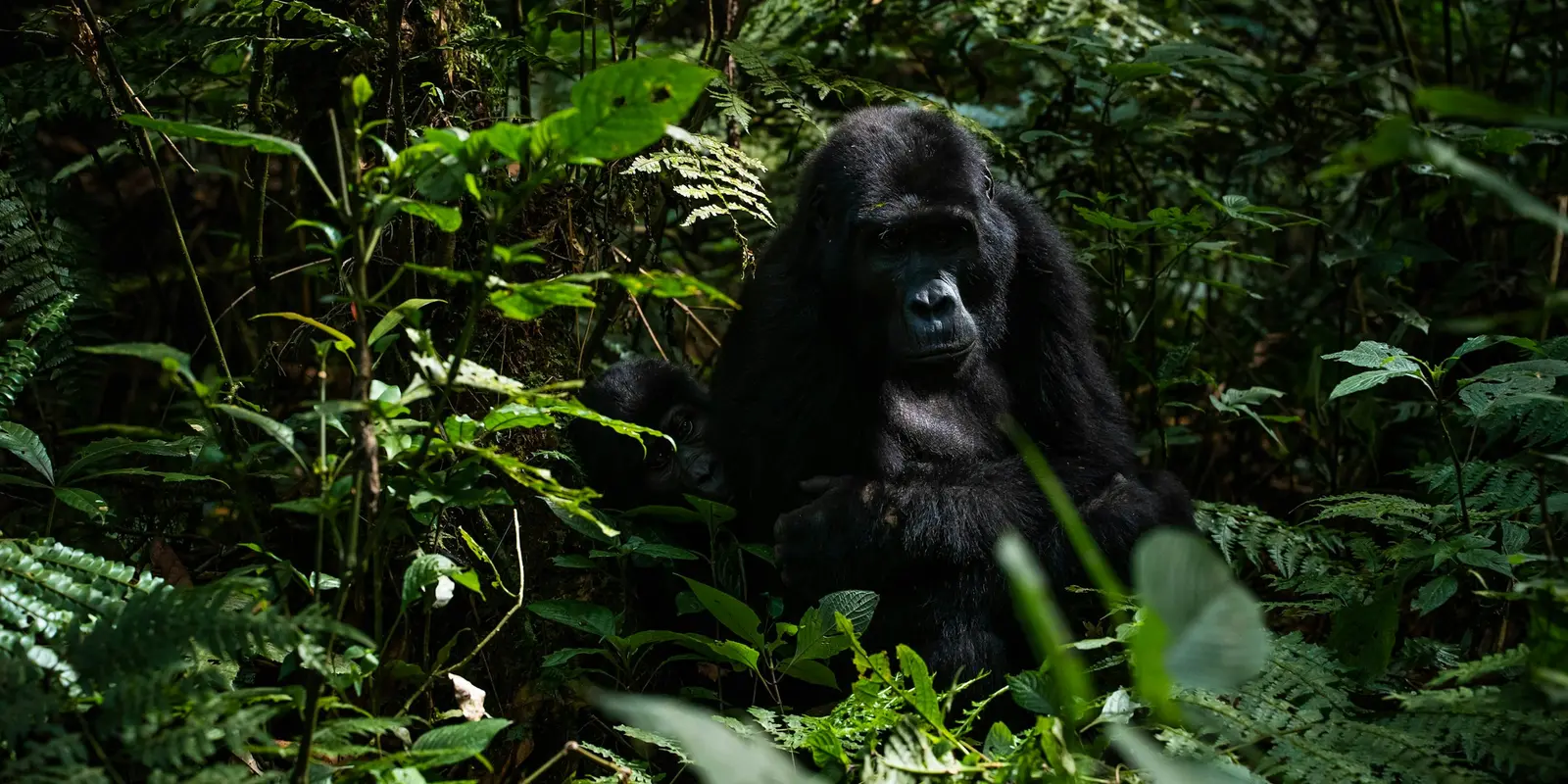 A mountain gorilla family in Bwindi — the destination, and the reason the forest itself stays offline Mountain gorilla in Bwindi Impenetrable Forest, Uganda