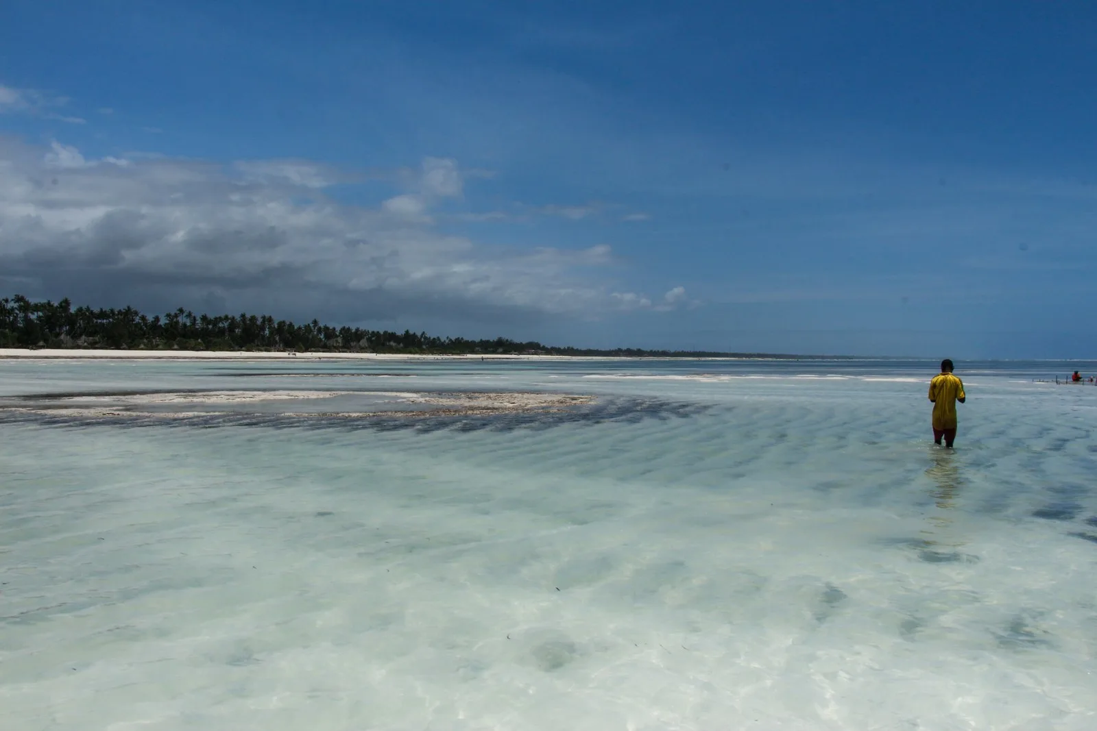 A beach location needs its own reception check, separate from Stone Town. A Zanzibar beach with coastal vegetation