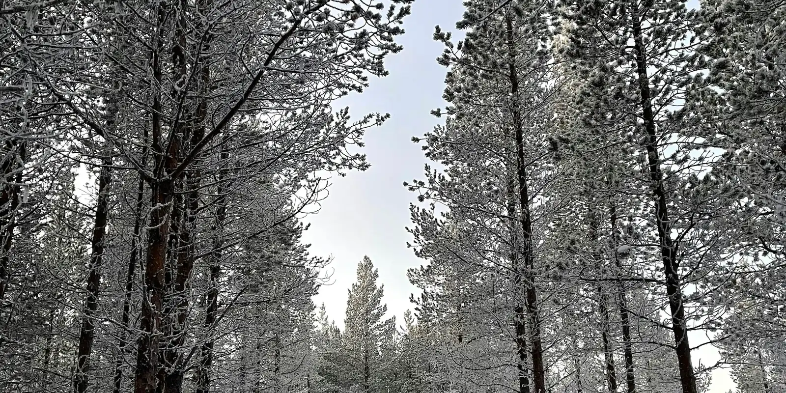 Verschneiter Waldweg im finnischen Lappland