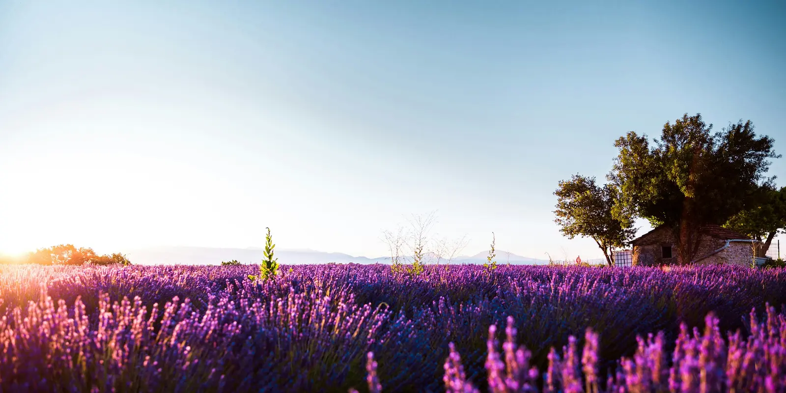 A lavender field with a stone farmhouse in the Provence countryside