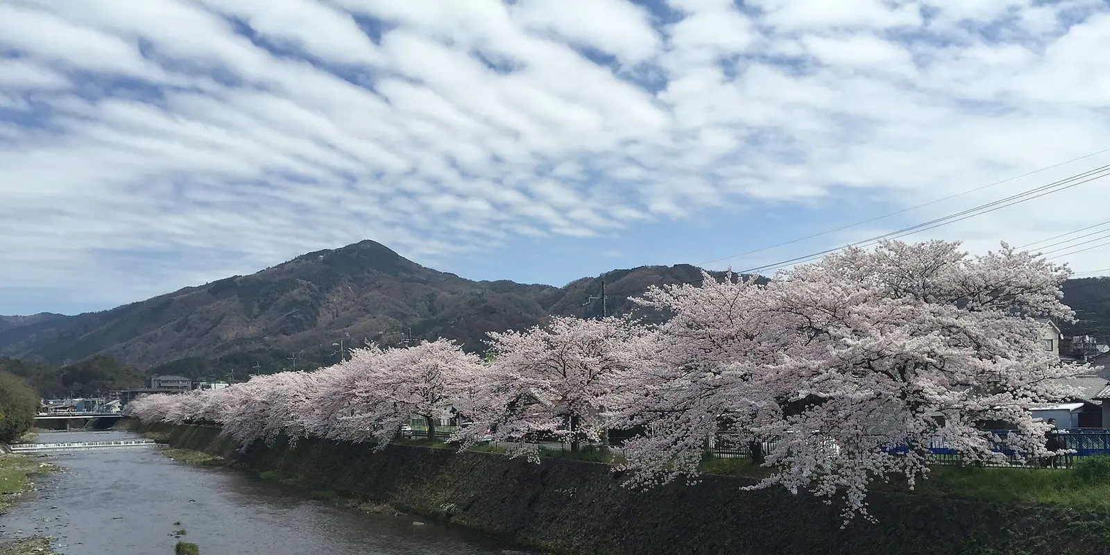 Cherry trees beside Kyoto's Takano River with Mount Hiei in the background