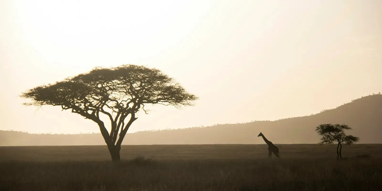 Le paysage ne prouve pas la couverture mobile ; les informations du jour restent disponibles hors connexion. Girafe dans une savane dorée